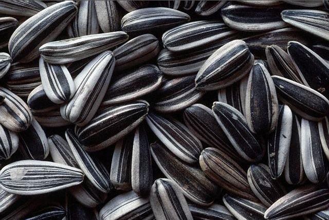 Насіння соняшника